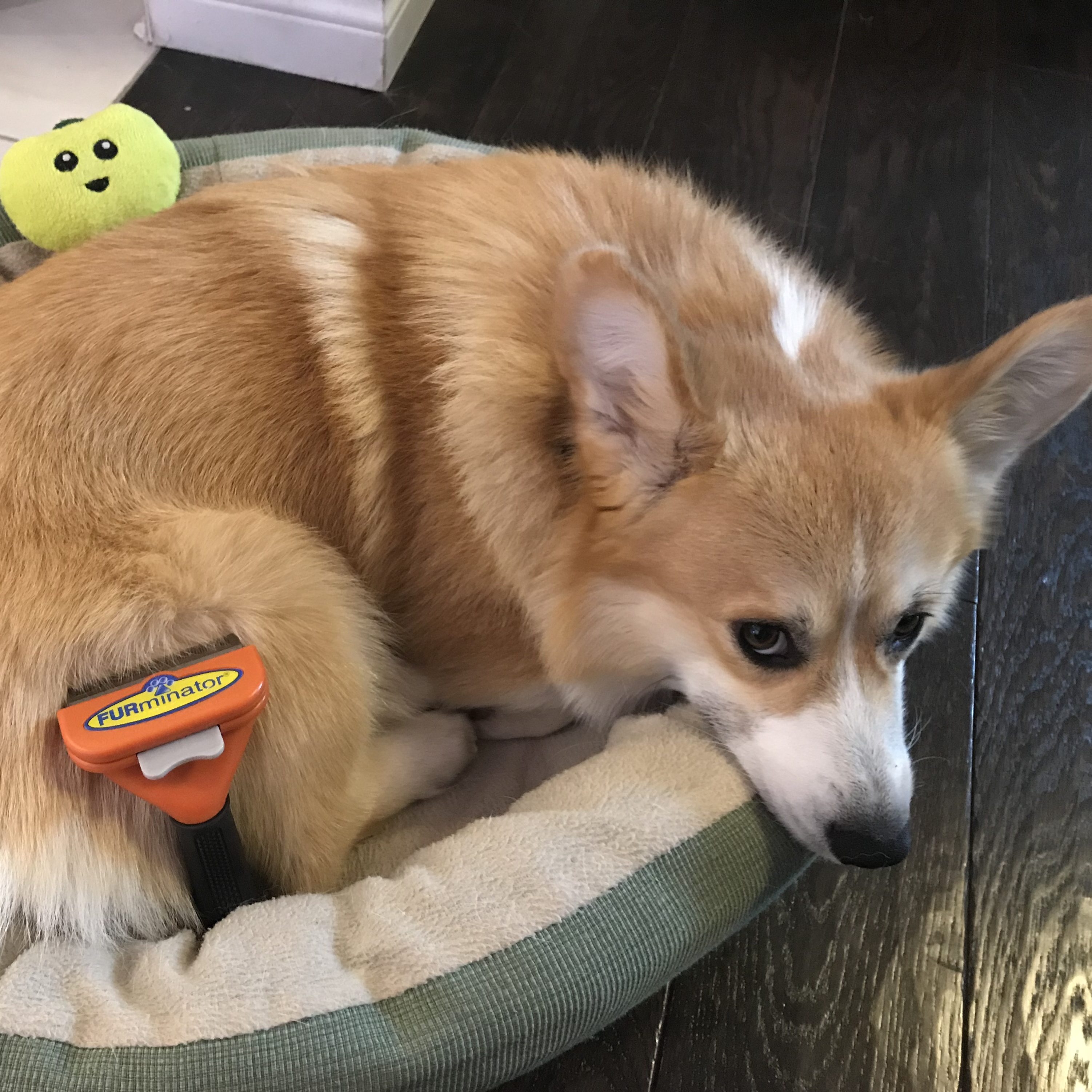 furminator corgi